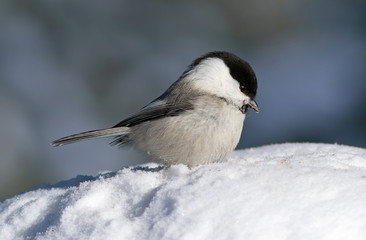 Poecile montanus. Brown-headed tit close-up sitting on pure white snow
