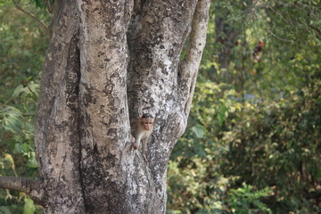 Obraz premium Kid Monkey on Tree