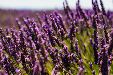 Lavender blossom at a sunny day with a flying bee