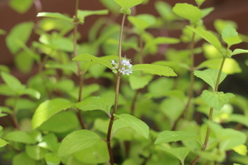 Mięta imbirowa © Perovskia