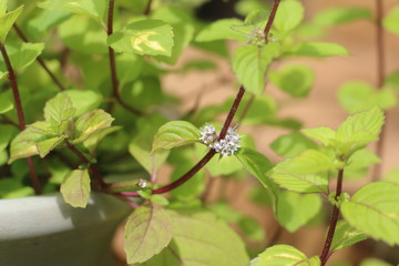 Mięta imbirowa © Perovskia