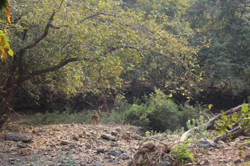 Deer in Jungle 