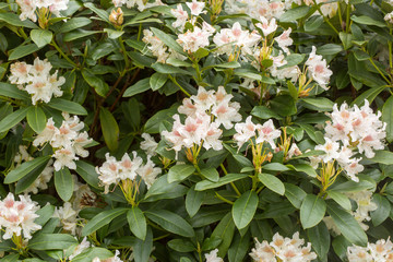 Rhododendron Hybrid Rhododendron hybridum in park, Moscow, Russia