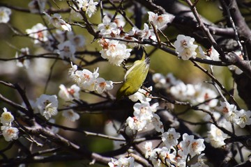 日本庭園の梅の花