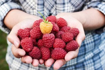 Closeup of woman holding in hands freshly picked raspberries in garden outdoors, free space. Ripe red raspberries in girl's hands. Healthy food concept. Horizontal. Woman giving handful of raspberries