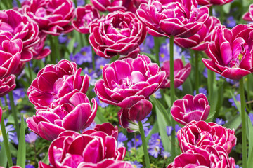 pink tulips in the garden