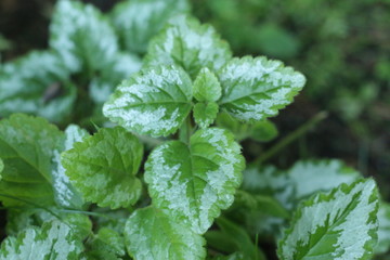 Gajowiec żółty © Perovskia