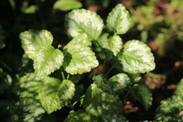 Gajowiec żółty © Perovskia