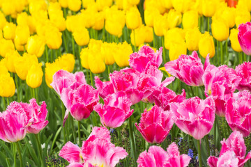 pink tulips in the garden