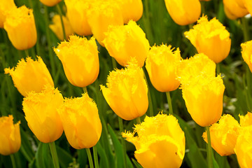 yellow tulip in the garden