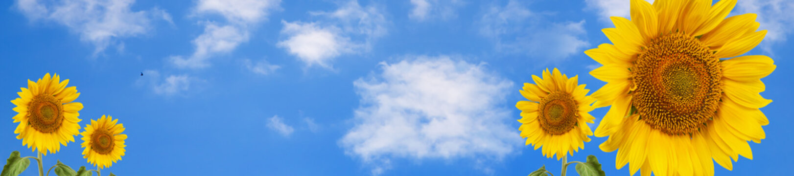 header summertime blue sky clouds flower sunflower