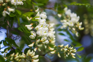 White acacia tree blooming flowers at spring.