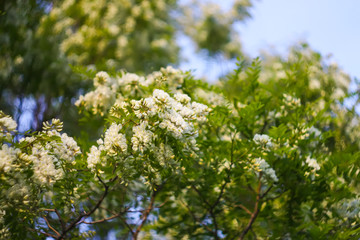 White acacia tree blooming flowers at spring.