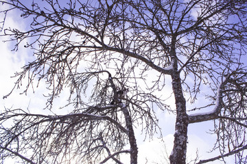 Young cat outdoors climbing on a tree in a winter park.