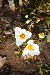 Spring beautiful crocus flowers blooming in a park in sunlight.