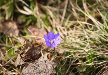 Spring first flower. Hepatica plant blooming in a park.