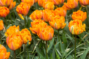 Tulip. Fresh red tulips Glade.