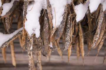 Detail of winter nature in countryside. Dry beans,