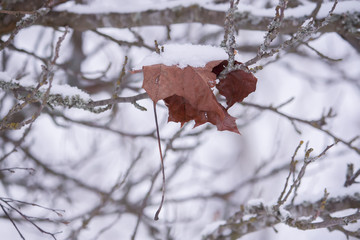Detail of winter nature in countryside.