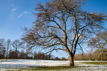 Majestic tree in snow field at Sefton Park