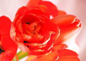 Spring tulip flowers close up.