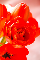Spring red tulip flowers.
