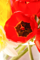 Spring tulip flowers.