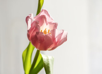 Spring tulip flower.