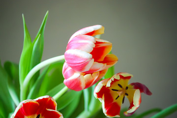 Spring tulip flowers.