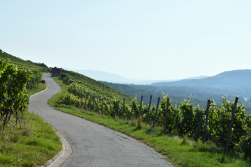 Hügelige Weinlandschaft mit Aussicht