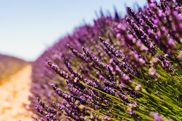 Fototapeta na wymiar Row of blooming lavender