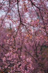 Pink flower in Thailand