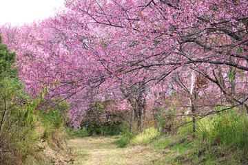 Naklejka premium Pink flowers in Thailand