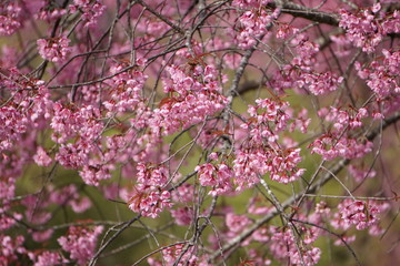Pink flower in Thailand