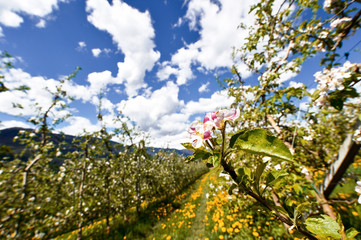 Meleto in Val di Non