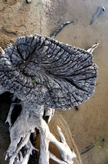 Old wood in dry river