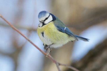 tit, bird, nature, branch