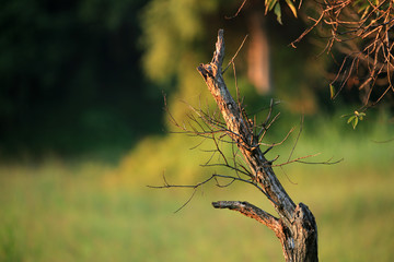 Dry tree in green field