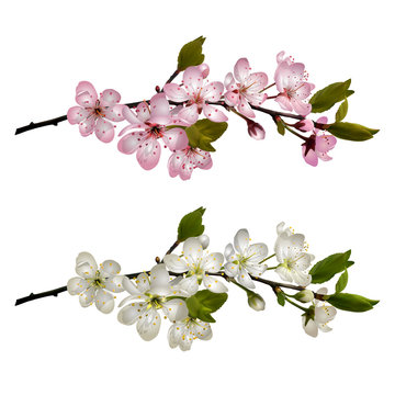 Set of Blossoming cherry branches