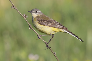 wagtail, bird, wildlife, nature