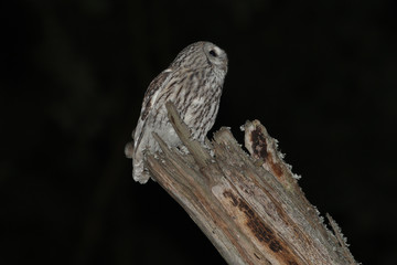 bird, nature, owl, wildlife