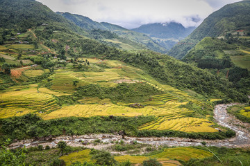 Obraz premium Terraced rice fields in the North mountains of Vietnam. Lao Cai province.