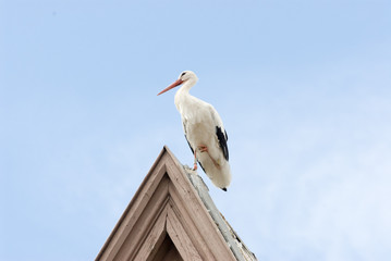 Weißstörche in Frankreich