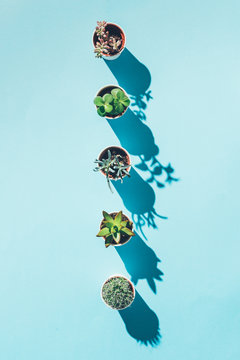 Top view of letter I made from green potted plants on blue