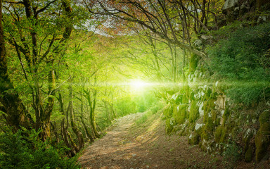 Bright light and footpath in green forest