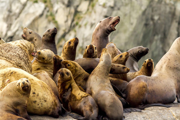 Naklejka premium Sea lions (Otariinae) on the rock, Russia, Kamchatka, nearby Cape Kekurny, Russian bay