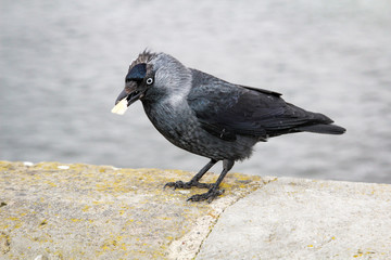 Dohle auf einer Mauer 
