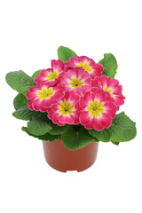 Primrose pink with yellow (Primula vulgaris) isolated on white		