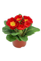 Primrose red with yellow (Primula vulgaris) isolated on white		