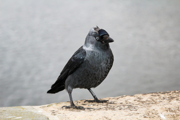 Dohle auf einer Mauer 
